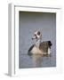 Egyptian Goose (Alopochen Aegyptiacus), Kruger National Park, South Africa, Africa-James Hager-Framed Photographic Print