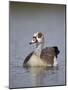 Egyptian Goose (Alopochen Aegyptiacus), Kruger National Park, South Africa, Africa-James Hager-Mounted Photographic Print