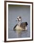 Egyptian Goose (Alopochen Aegyptiacus), Kruger National Park, South Africa, Africa-James Hager-Framed Photographic Print