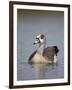 Egyptian Goose (Alopochen Aegyptiacus), Kruger National Park, South Africa, Africa-James Hager-Framed Photographic Print