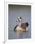 Egyptian Goose (Alopochen Aegyptiacus), Kruger National Park, South Africa, Africa-James Hager-Framed Photographic Print