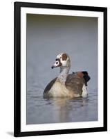 Egyptian Goose (Alopochen Aegyptiacus), Kruger National Park, South Africa, Africa-James Hager-Framed Photographic Print