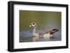 Egyptian Goose (Alopochen Aegyptiacus), Kruger National Park, South Africa, Africa-James Hager-Framed Photographic Print