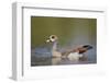 Egyptian Goose (Alopochen Aegyptiacus), Kruger National Park, South Africa, Africa-James Hager-Framed Photographic Print