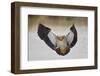 Egyptian goose (Alopochen aegyptiacus) landing, Mikumi National Park, Tanzania, East Africa, Africa-James Hager-Framed Photographic Print