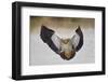 Egyptian goose (Alopochen aegyptiacus) landing, Mikumi National Park, Tanzania, East Africa, Africa-James Hager-Framed Photographic Print