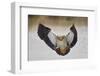 Egyptian goose (Alopochen aegyptiacus) landing, Mikumi National Park, Tanzania, East Africa, Africa-James Hager-Framed Photographic Print