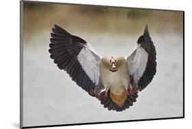 Egyptian goose (Alopochen aegyptiacus) landing, Mikumi National Park, Tanzania, East Africa, Africa-James Hager-Mounted Photographic Print