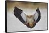 Egyptian goose (Alopochen aegyptiacus) landing, Mikumi National Park, Tanzania, East Africa, Africa-James Hager-Framed Stretched Canvas