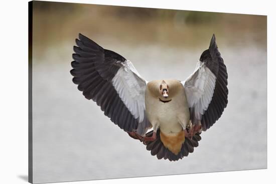 Egyptian goose (Alopochen aegyptiacus) landing, Mikumi National Park, Tanzania, East Africa, Africa-James Hager-Stretched Canvas