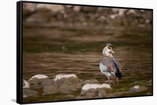 Egyptian Goose-Michele Westmorland-Framed Stretched Canvas