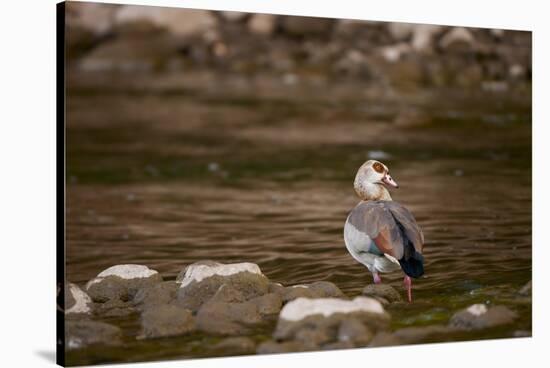 Egyptian Goose-Michele Westmorland-Stretched Canvas