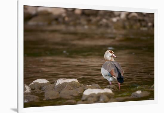 Egyptian Goose-Michele Westmorland-Framed Photographic Print