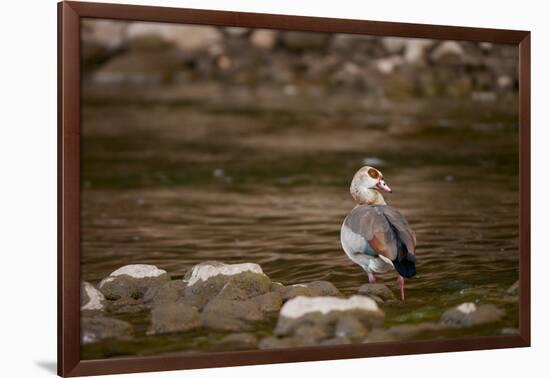 Egyptian Goose-Michele Westmorland-Framed Photographic Print