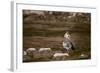 Egyptian Goose-Michele Westmorland-Framed Photographic Print