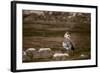 Egyptian Goose-Michele Westmorland-Framed Photographic Print