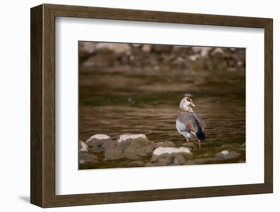 Egyptian Goose-Michele Westmorland-Framed Photographic Print