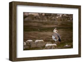 Egyptian Goose-Michele Westmorland-Framed Photographic Print