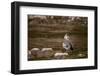 Egyptian Goose-Michele Westmorland-Framed Photographic Print