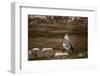 Egyptian Goose-Michele Westmorland-Framed Photographic Print