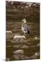 Egyptian Goose-Michele Westmorland-Mounted Photographic Print