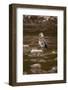 Egyptian Goose-Michele Westmorland-Framed Photographic Print