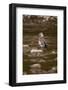 Egyptian Goose-Michele Westmorland-Framed Photographic Print