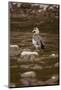 Egyptian Goose-Michele Westmorland-Mounted Photographic Print