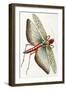 Egyptian Locust, 1790-Frederick Polydor Nodder-Framed Giclee Print