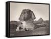 Egyptian Men with Camel at Sphinx-null-Framed Stretched Canvas