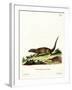 Egyptian Mongoose-null-Framed Giclee Print