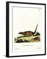 Egyptian Mongoose-null-Framed Giclee Print