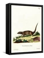 Egyptian Mongoose-null-Framed Stretched Canvas