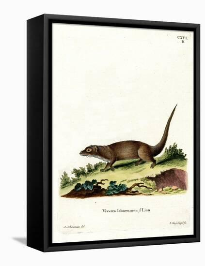 Egyptian Mongoose-null-Framed Stretched Canvas