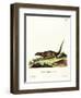 Egyptian Mongoose-null-Framed Giclee Print