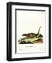 Egyptian Mongoose-null-Framed Giclee Print