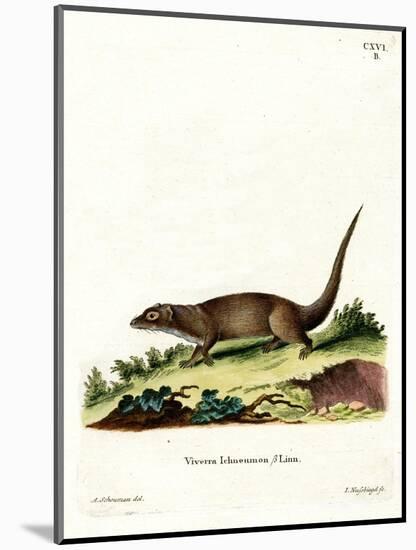 Egyptian Mongoose-null-Mounted Giclee Print