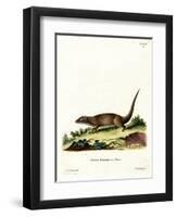Egyptian Mongoose-null-Framed Premium Giclee Print