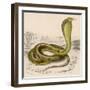 Egyptian or Brown Cobra-null-Framed Photographic Print