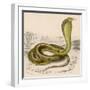 Egyptian or Brown Cobra-null-Framed Photographic Print