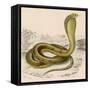 Egyptian or Brown Cobra-null-Framed Stretched Canvas