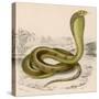 Egyptian or Brown Cobra-null-Stretched Canvas