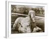 Egyptian Sphinx-null-Framed Photographic Print