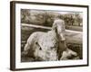 Egyptian Sphinx-null-Framed Photographic Print
