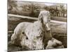 Egyptian Sphinx-null-Mounted Photographic Print