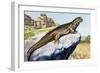 Egyptian Spiny-Tailed Lizard (Uromastyx Aegyptia), Agamidae-null-Framed Giclee Print