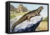 Egyptian Spiny-Tailed Lizard (Uromastyx Aegyptia), Agamidae-null-Framed Stretched Canvas