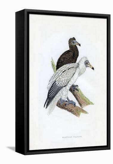 Egyptian Vulture, C19th Century-null-Framed Stretched Canvas