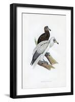 Egyptian Vulture, C19th Century-null-Framed Giclee Print