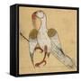 Egyptian Vulture-Aristotle ibn Bakhtishu-Framed Stretched Canvas